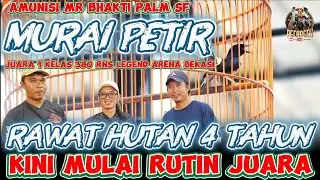 MERAWAT MURAI HUTAN 4 TAHUN, KINI MULAI RUTIN JUARA | MURAI PETIR JUARA 1 KELAS 380 RNS LEGEND ARENA