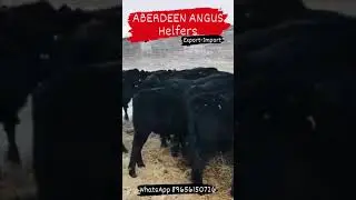 Aberdeen Angus heifers. export heifers & import heifers. Importers Aberdeen Angus. Cattle treader.