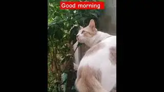 Cat#domestic#pet#animals#short#scute#ytshorts#shortsfeed