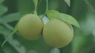 Serangga Perosak Tanaman Limau, Afid (Toxoptera citricidus)- Serangan pada bunga limau kasturi