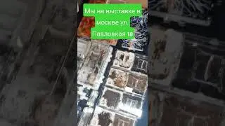 мы на выставке в Москве ул. Павловская 18 #antsminsk #ant #москва #муравьинаяферма #youtubeshorts