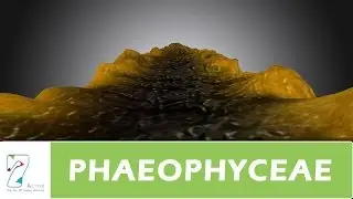 PHAEOPHYCEAE