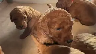 Taylor x Grant - Micro Goldendoodles Movie Monday Week 4