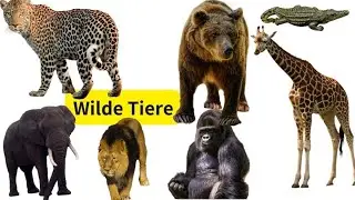 Lernen03: 🐯 🦒Wilde Tiere erraten! | Deutsch lernen mit Spa&szlig; 🇩🇪#Deutschlernen #WildeTiere #Quiz#tiere