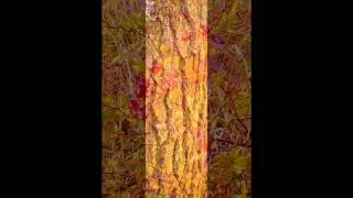 Textures of Autumn