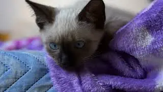 Why do cats stare at walls or empty spaces?