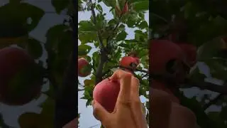 Picking Apples in Norway be like 😍😱|Norway Malayalm Vlog