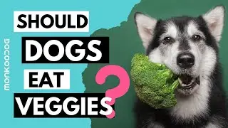 List of Vegetables, healthy for your dog l Best veggies for your puppy growth l