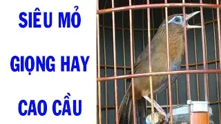 HM 1520 - SI&Ecirc;U MỎ - GIỌNG CỰC HAY  - NGHE L&Agrave; THẤY PH&Ecirc; - CAO CẦU - ĐT 0974648999 - Đ&Atilde; B&Aacute;N