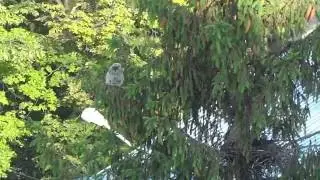 Life around the nest. Long-eared owl (Asio Otus). Iasi (Copou), Romania