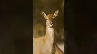 Roe Deer (Capreolus capreolus)#Shorts #viral #shortsvideo