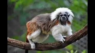 Top 10 Rare Monkeys You&rsquo;ve Never Seen Before Most Unique and Mysterious Monkey Species in the World