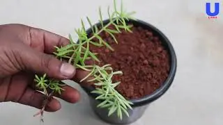 How to propagate sedum succulent | sedum propagation