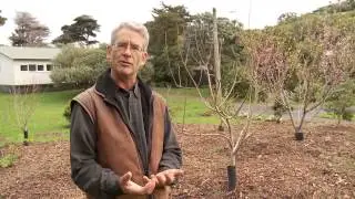 Waiheke Island: A tale of two food forests