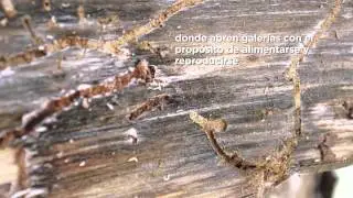 Tratamiento fitosanitario contra insectos descortezadores