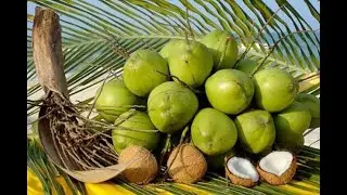 How to cut a coconut #fruit #fruitrees #fruitcutting