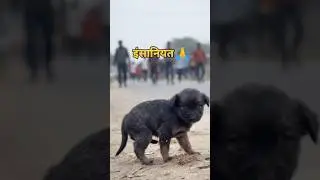 Sad Stray Puppy on Busy Road 😢🐶 | Save Street Dogs | Humanity First ❤️ #savedog #help #shortsfeed