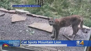 Colorado House Cat Watches Mountain Lion Outside