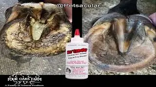 No Thrush Dry Powder Treatment Review: Effective Hoof Care or Just Another Solution?