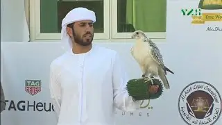 Falcon Racing UAE| Butti Ahmed Bin Mujrin| Amazing Falconry In UAE|