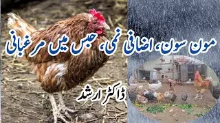 Poultry Care in Rainy Season | Raising Chickens in July and August | Monsoon Season | Suffocation