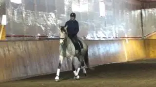 Icarus - 2010 Trakehner/Andalusian Gelding For Sale