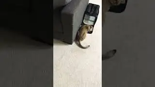 Funniest Cat Videos - The Wiggle Pounce 😹 #shorts
