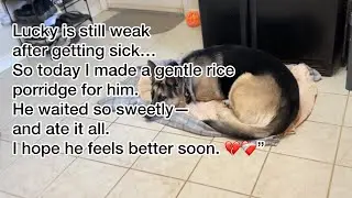 Cooked soft meals for him  #germanshepherd #relaxing#doglovers #luckyandme2021 #dogfoodrecipes #dog 