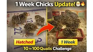 Healthy Chicks After 1 Week! 🐣🔥 | 10 to 100 Quail Challenge #quailfarming #10to100 #kaadaivalarppu