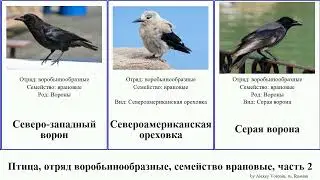 Птица, отряд воробьинообразные, семейство врановые, часть 2 сойка ворон сорока свистун сойки bird