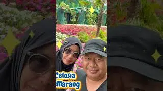 Celosia Semarang