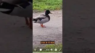 Wild Duck Lives With Knife Stuck in Its Neck.