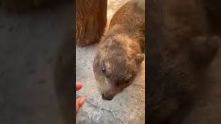 Feeding this strange animal at Daktari. #hyrax #wawa