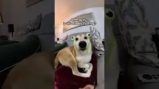 Froggy Fazdog 🐸 #fnaf #cutenessoverload #shibainu #boop