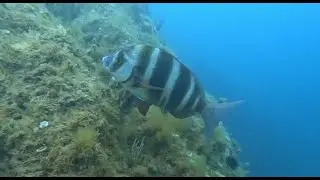 Sea breams &ndash; Sparidae (Diplodus sp)