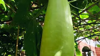 Garden view and Bangla Lou harvest with other vegetables. বাংলাদেশের লাউ বিলেতের মাটিতে।বাংলাদেশ/UK
