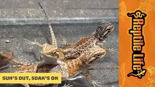 Baby Central Bearded Dragons | Reptile Life Adelaide