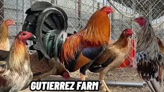 Clean and Feeding Time Outdoor Indoor Shape Chicken Coop Gutierrez Farm