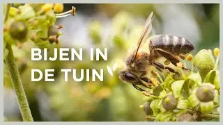 Tips voor een bijvriendelijke tuin | 🐝 & hoe jij ze kan helpen! | Angelo Dorny