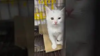 What happened  to your eye kitty  #shorts #shortvideo