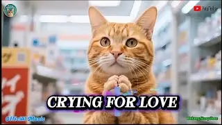 The Cry of the Lonely Cat | Emotional Music Video (Heartbreaking Ballad) 