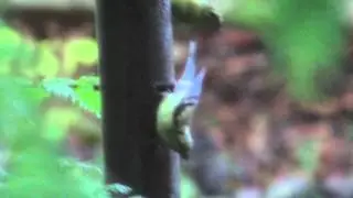 Upside Down Bird Feeder