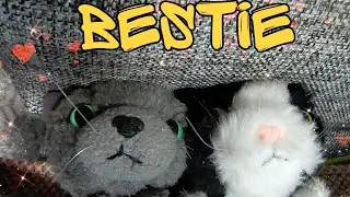 The Cat Collection: Фильм (не тот кем кажется)