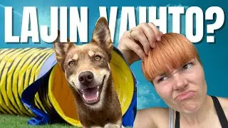 AGILITYSTÄ UUSI HARRASTUS?