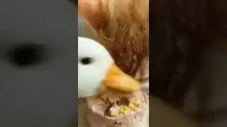 Duck eating cat's food with vine boom