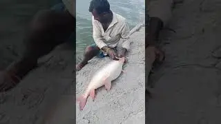 Crazy Fishing Action in Pakistan 🎣 | #shorts #shortfeed #fishinginpakistan
