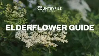 Elderflower Guide