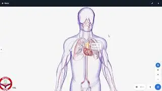Blood circulation In Heart 3D animation|Anatomy of Heart|Biology 11|class 11|Mbbs prof 1|nmdcat|neet