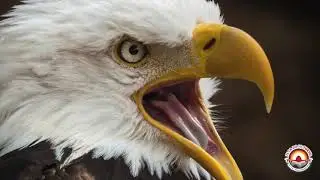 Lu Pen - La canzone di Scuallero sull'affaire Aquila e falconiere della lazio