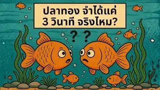 ปลาทองจำได้แค่ 3 วินาทีจริงไหม? | เรื่องไม่รู้รอบตัว